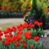 Zasady sadzenia tulipanów
